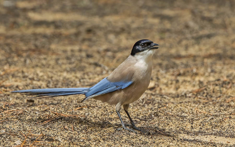 Spain spring birding report