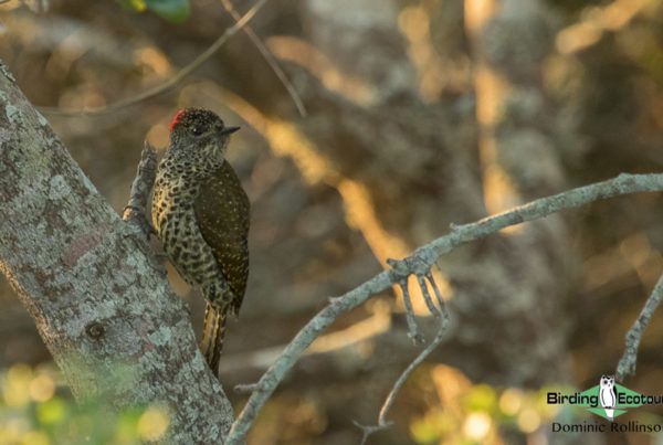 agulhas plains birding report