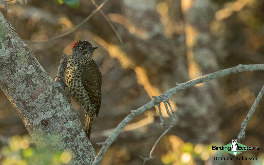 agulhas plains birding report