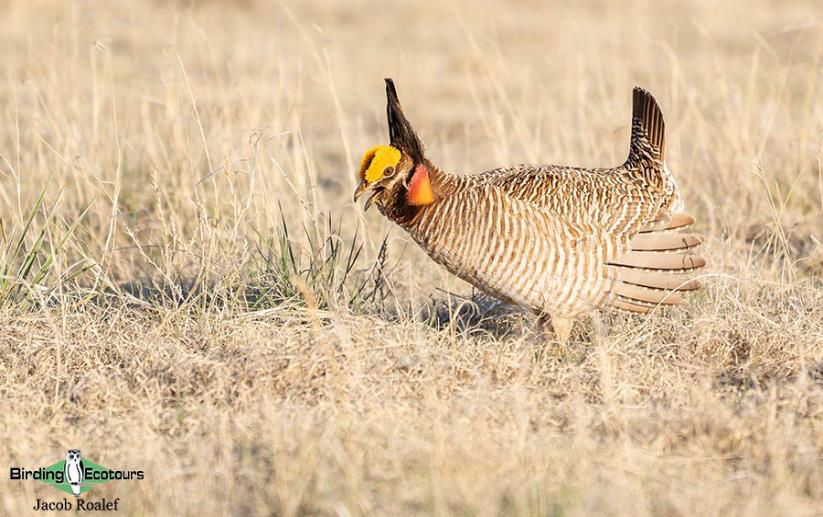 USA; Colorado birding trip report
