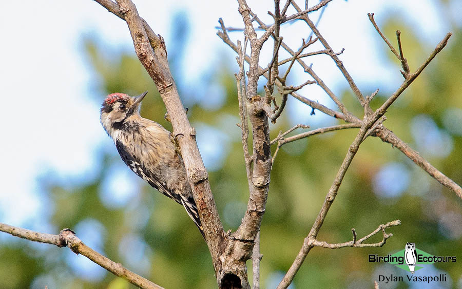 Spain spring birding report