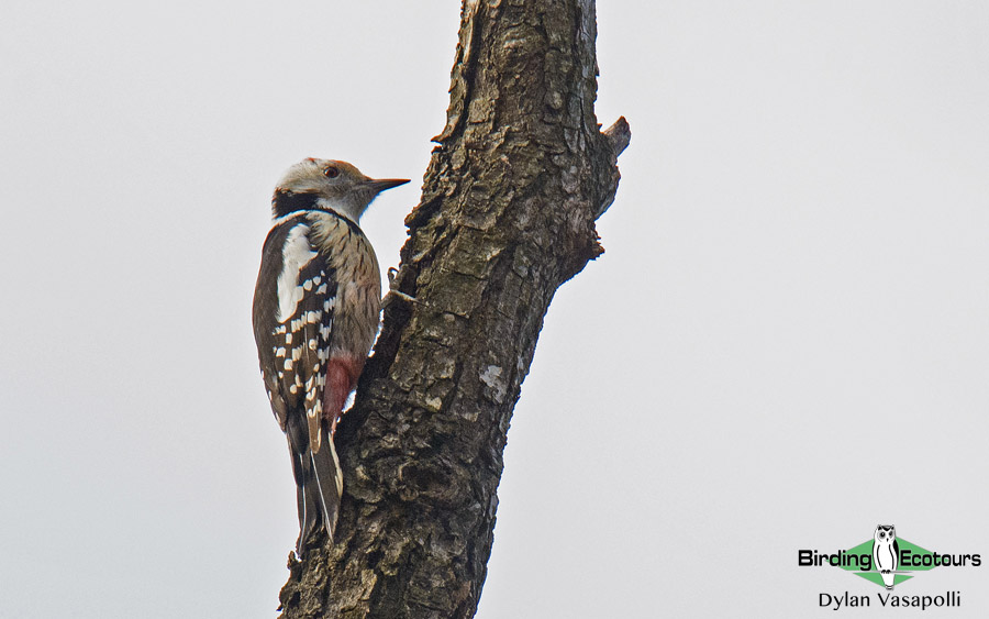 Spain spring birding report