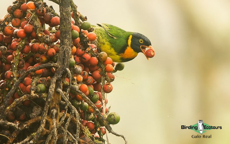 northern ecuador report