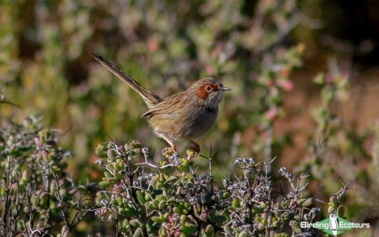 Tankwa Karoo Report