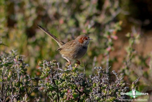 Tankwa Karoo Report