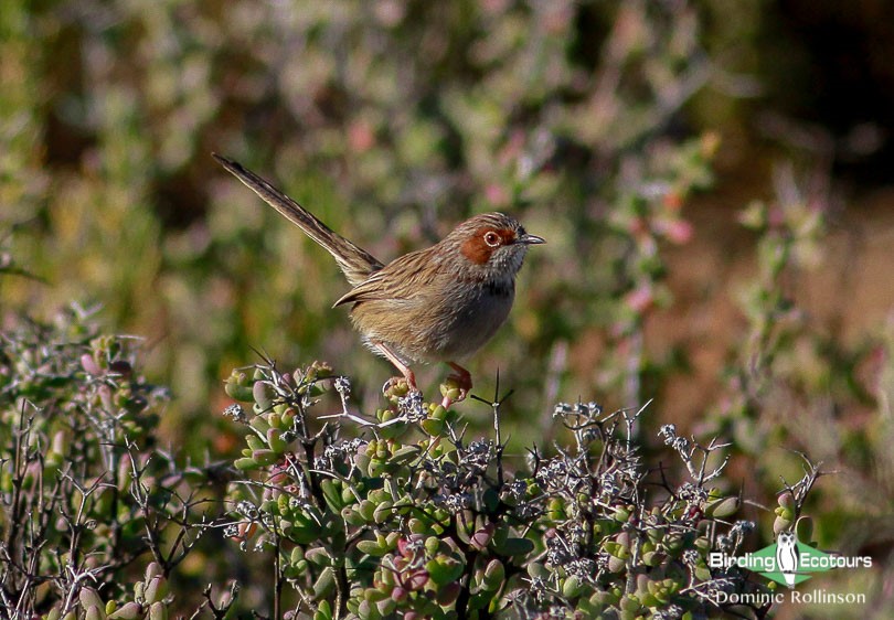 Tankwa Karoo Report