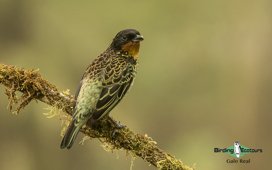 northern ecuador report