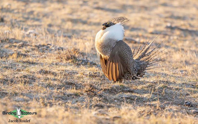 USA; Colorado birding trip report