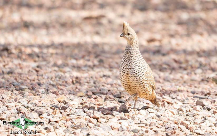 USA; Colorado birding trip report