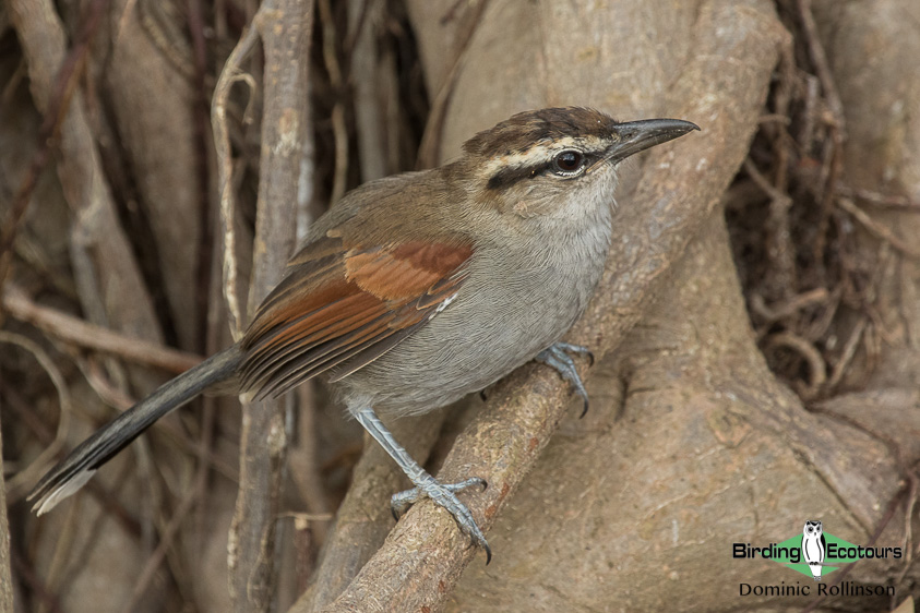 agulhas plains birding report