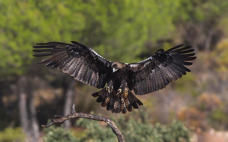 Spain spring birding report