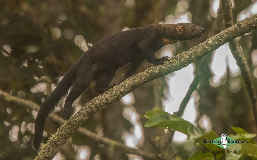 northern ecuador report