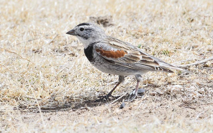 USA; Colorado birding trip report