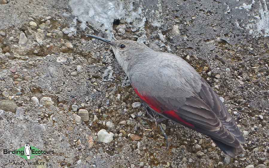 Spain spring birding report