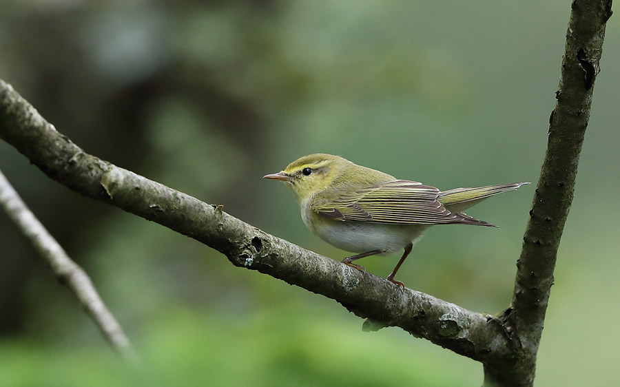 Spain spring birding report