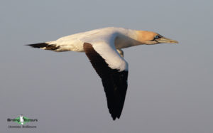 Cape Mountains and Fynbos birding tour