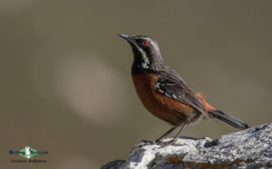 Cape Mountains and Fynbos birding tour