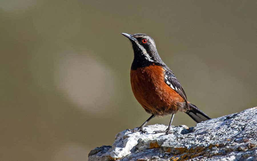 Cape Mountains and Fynbos birding tour