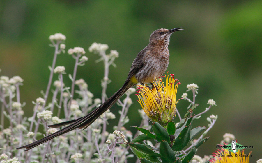Cape Mountains and Fynbos birding tour