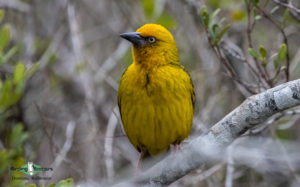 Cape Mountains and Fynbos birding tour