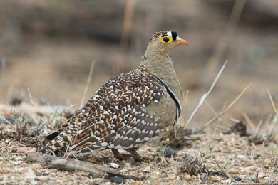 birding tours kzn