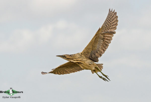 norfolk birding 2022