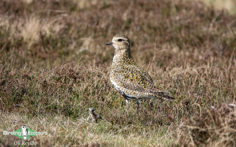 england spring trip report