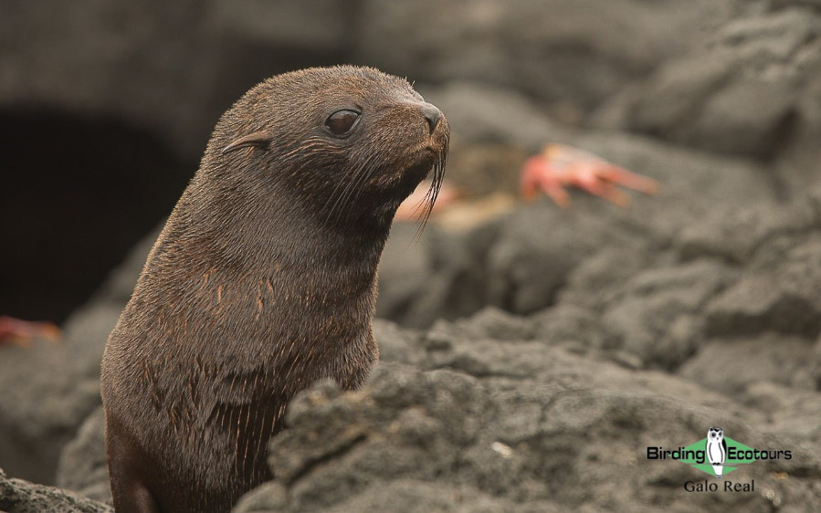 galápagos trip report