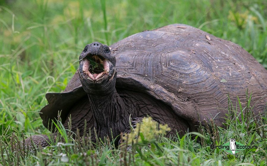 galápagos trip report