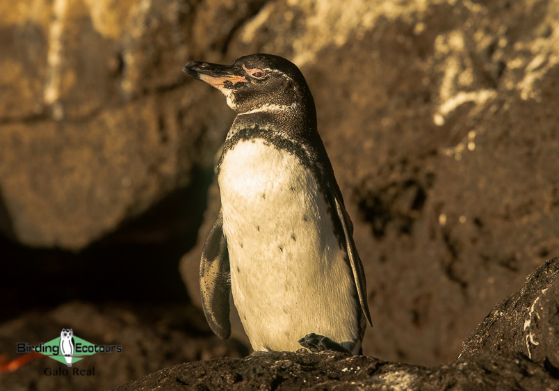 galápagos trip report