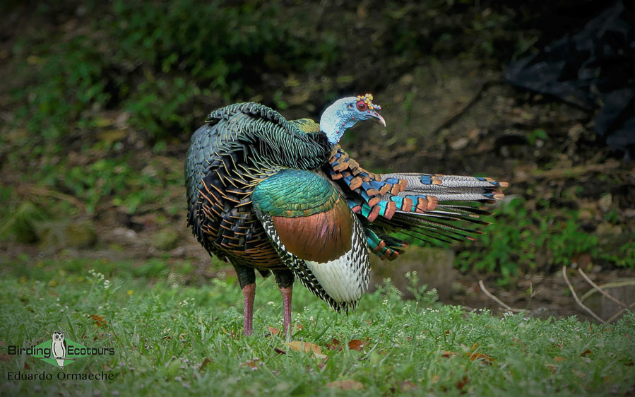 guatemala tikal mayan rainforest