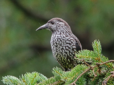 bird watching tours bulgaria