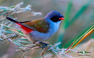 Cape Mountains and Fynbos birding tour