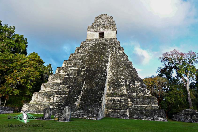 guatemala tikal mayan rainforest