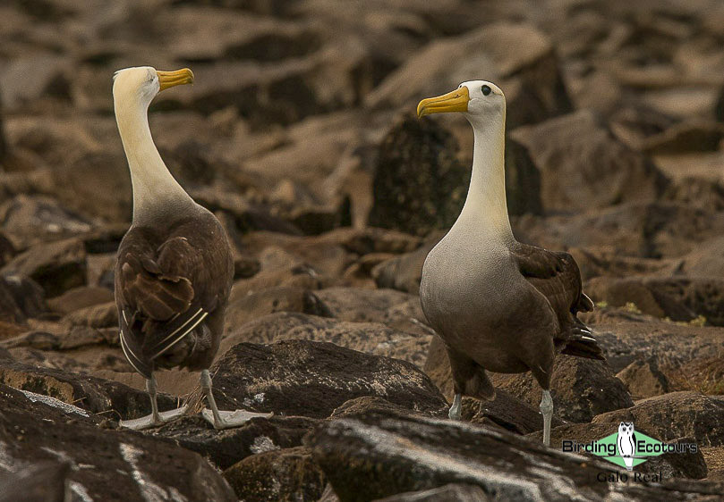 bird watching tours ecuador