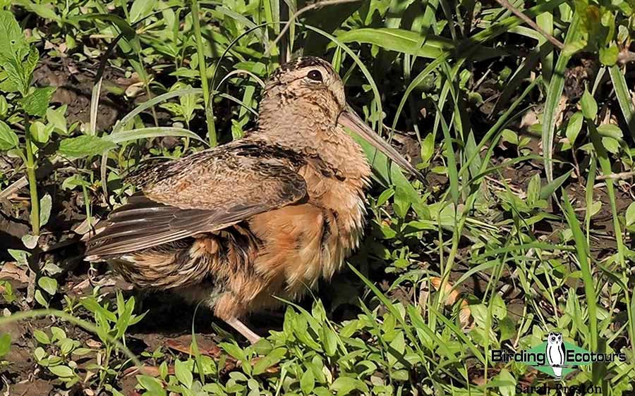 Ohio Birding Day report 2022