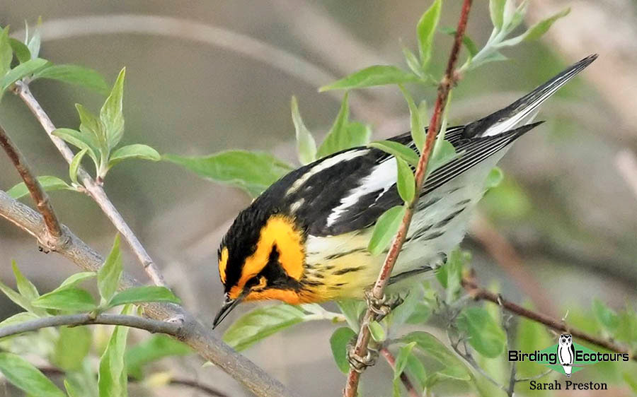 Ohio Birding Day report 2022