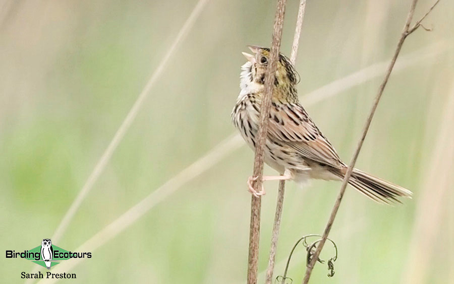 Ohio Birding Day report 2022