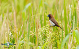 Lombok birding tour