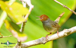 Lombok birding tour