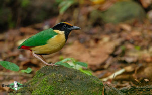 Lombok birding tour