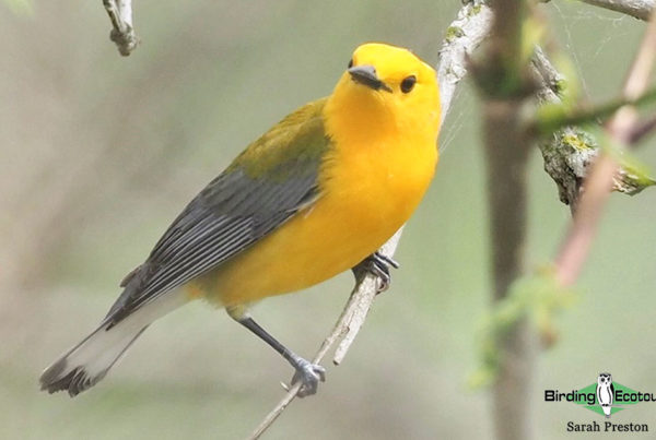 Ohio Birding Day report 2022