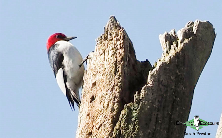 Ohio Birding Day report 2022