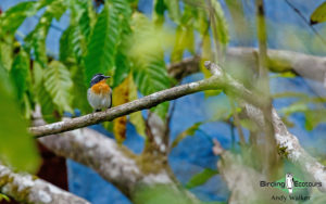 Lombok birding tour