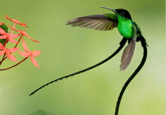hummingbirds book review