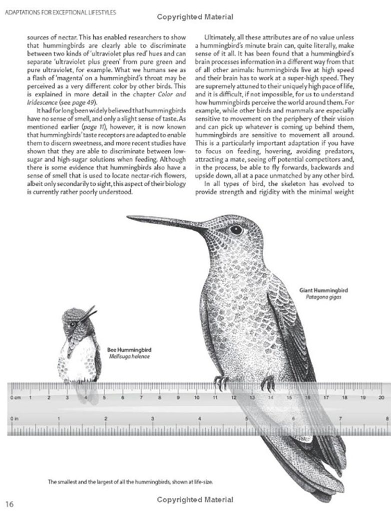 hummingbirds book review