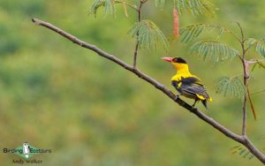 Lombok birding tour