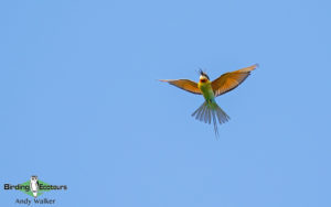 Lombok birding tour