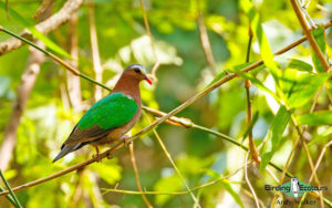 Lombok birding tour