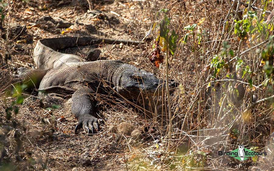 Lesser Sunda Islands trip report 2022